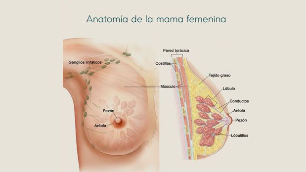 Anatomía de la mama femenina.